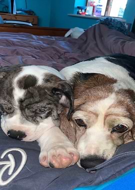 Two Dogs Cuddling on a Bed