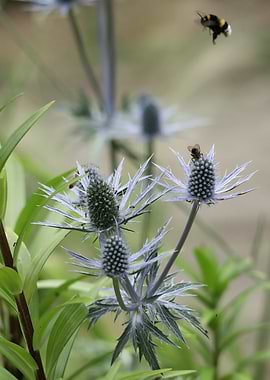Eryngium Flowers with Bees