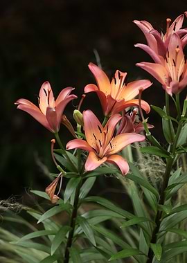 Peach and Pink Lily Flowers