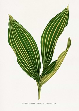 Lily of the Valley Leaf Illustration