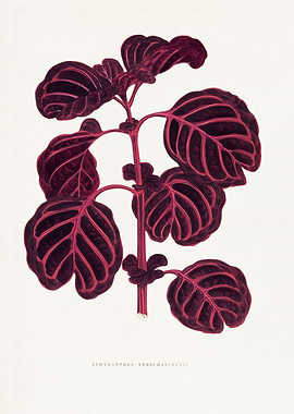 Aechmanthera Verschaffeltii Botanical Illustration