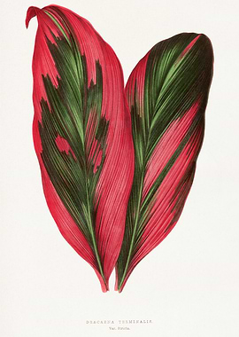 Dracaena Terminalis Botanical Illustration