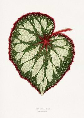 Begonia Rex Leaf Illustration