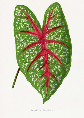 Caladium Chantini Leaf Illustration