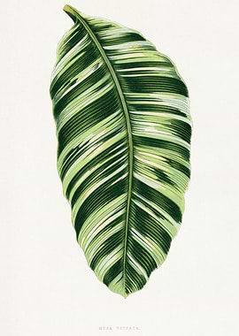 Musa Vittata Leaf Illustration