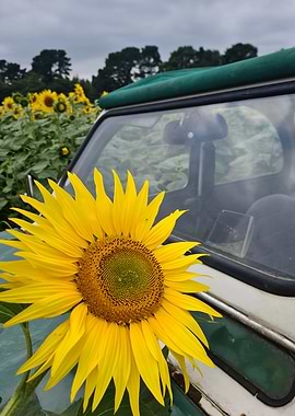 Sunflower on Car