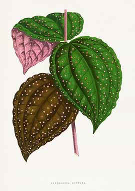 Bertolonia Guttata Botanical Illustration