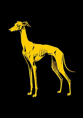 Yellow Dog Greyhound on Black Background