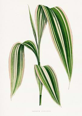 Panicum plicatum plant illustration