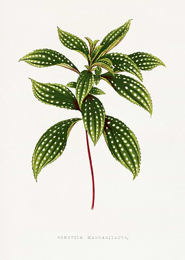 Sonepila Margaritacea Botanical Illustration