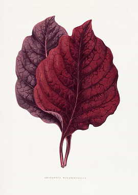 Amaranthus Melancholicus Botanical Illustration