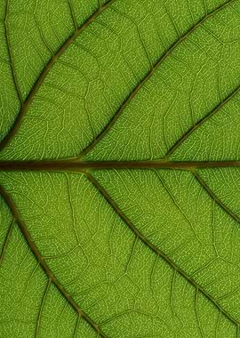 Detailed Green Leaf Texture