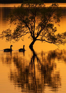 Golden Sunset with Geese and Tree