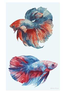 Two Betta Fish Illustration