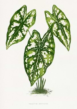 Caladium Argyrites Botanical Illustration