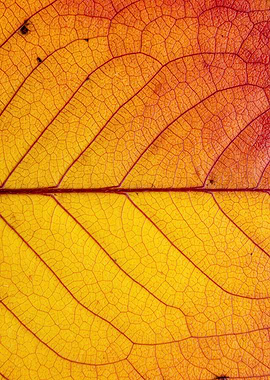 Autumn Leaf Close-Up