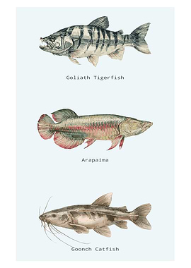 Exotic Fish Species Watercolor Illustration