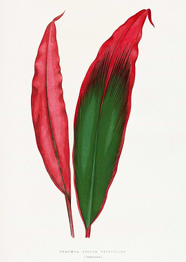 Dracaena Frond Leaves Botanical Illustration