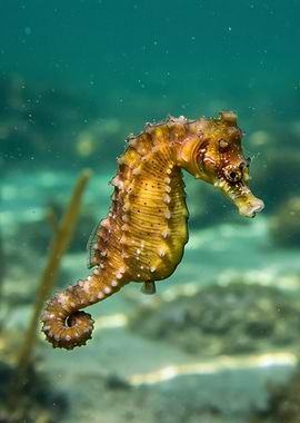 Seahorse in the Ocean