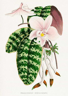 Phalaenopsis Schilleriana Botanical Illustration