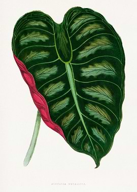 Alocasia Metallica Botanical Illustration