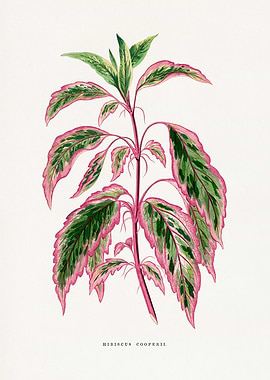 Hibiscus Coopserii Botanical Illustration