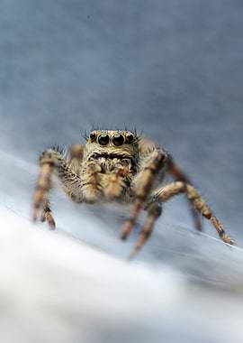Jumping Spider Close-Up