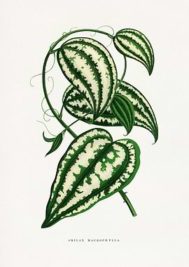 Smilax Macrophylla Botanical Illustration