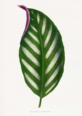 Maranta Porticana Leaf Illustration