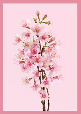 Sakura Branch Pink Background