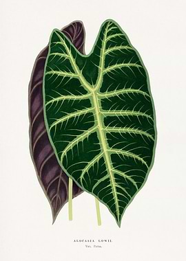 Alocasia Lowii Botanical Illustration