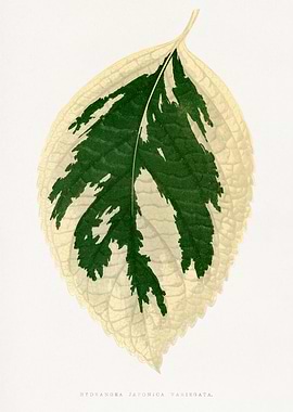 Hydrangea Japonica Variegata Leaf Illustration