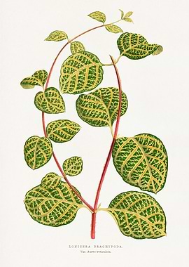 Lonicera Brachypoda Botanical Illustration