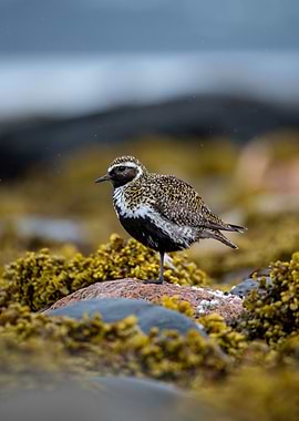 European Golden Plover on a Rock