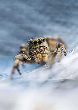 Macro Photo of a Jumping Spider