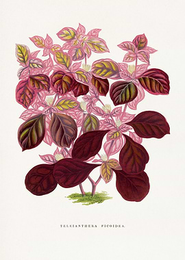 Teleianthera Ficoidea Botanical Illustration