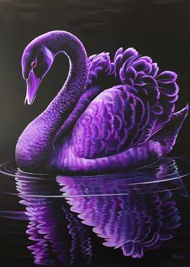 Purple Swan in Water Reflection