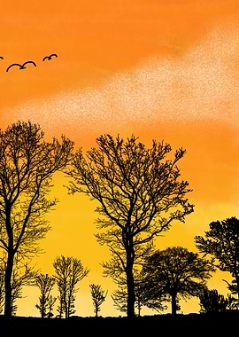 Silhouette Trees at Sunset