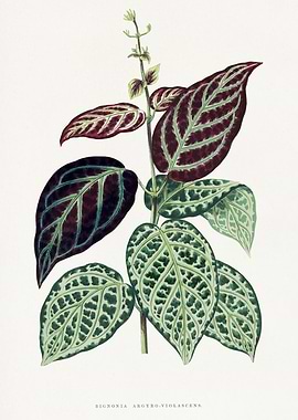 Bignonia Argyo-Violascens Botanical Illustration