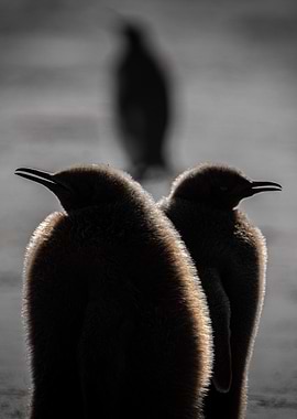 Sunkissed Penguin Chicks in Silhouette