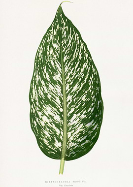 Dieffenbachia Seguine Leaf Illustration