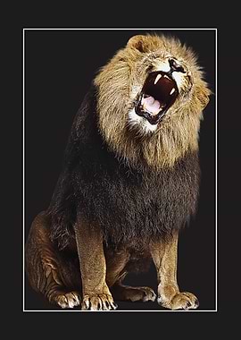 Roaring Lion Portrait