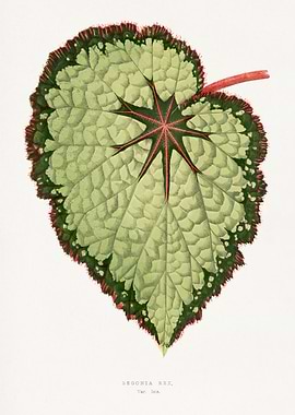 Begonia Rex Leaf Illustration
