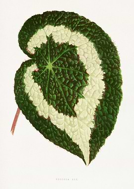 Begonia Rex Leaf Illustration