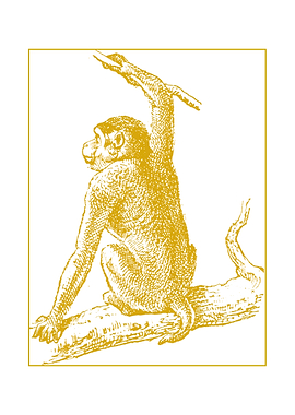 Monkey on Branch - Vintage Illustration