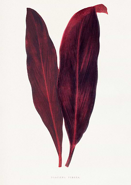 Dracaena Ferrea Plant Illustration