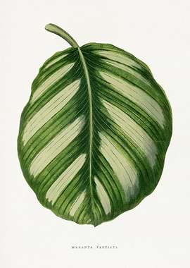 Maranta Fasciata Leaf Illustration