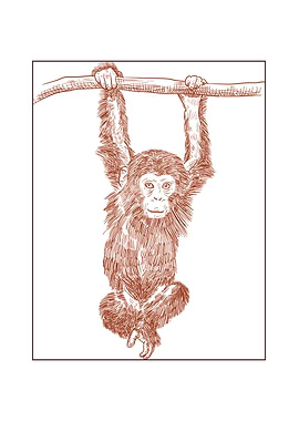 Monkey Hanging from Branch Illustration