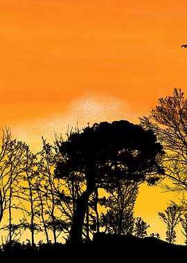 Silhouette Trees Against Orange Sky