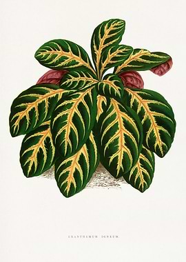 Kranthmemum Igneum Botanical Illustration